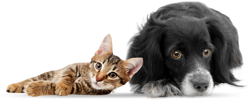 cat-and-dog-png-no-background-rescue-centre-for-homeless-cats-dogs-and-other-animals-png-hd-dogs-and-cats-850